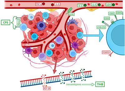 Potential predictors of immunotherapy in small cell lung cancer